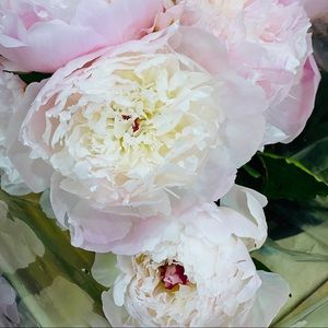 Meet your Posher, Eliona